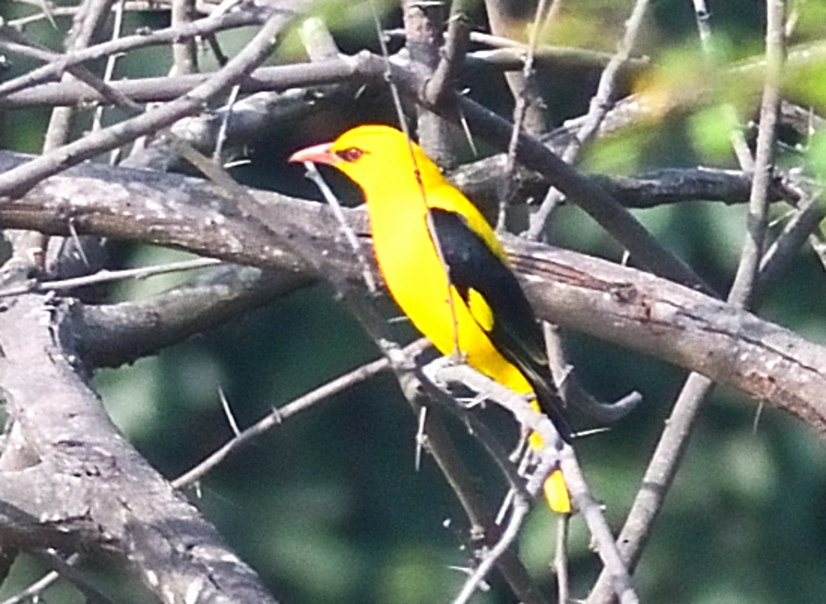 Indian Golden Oriole - ML646737584