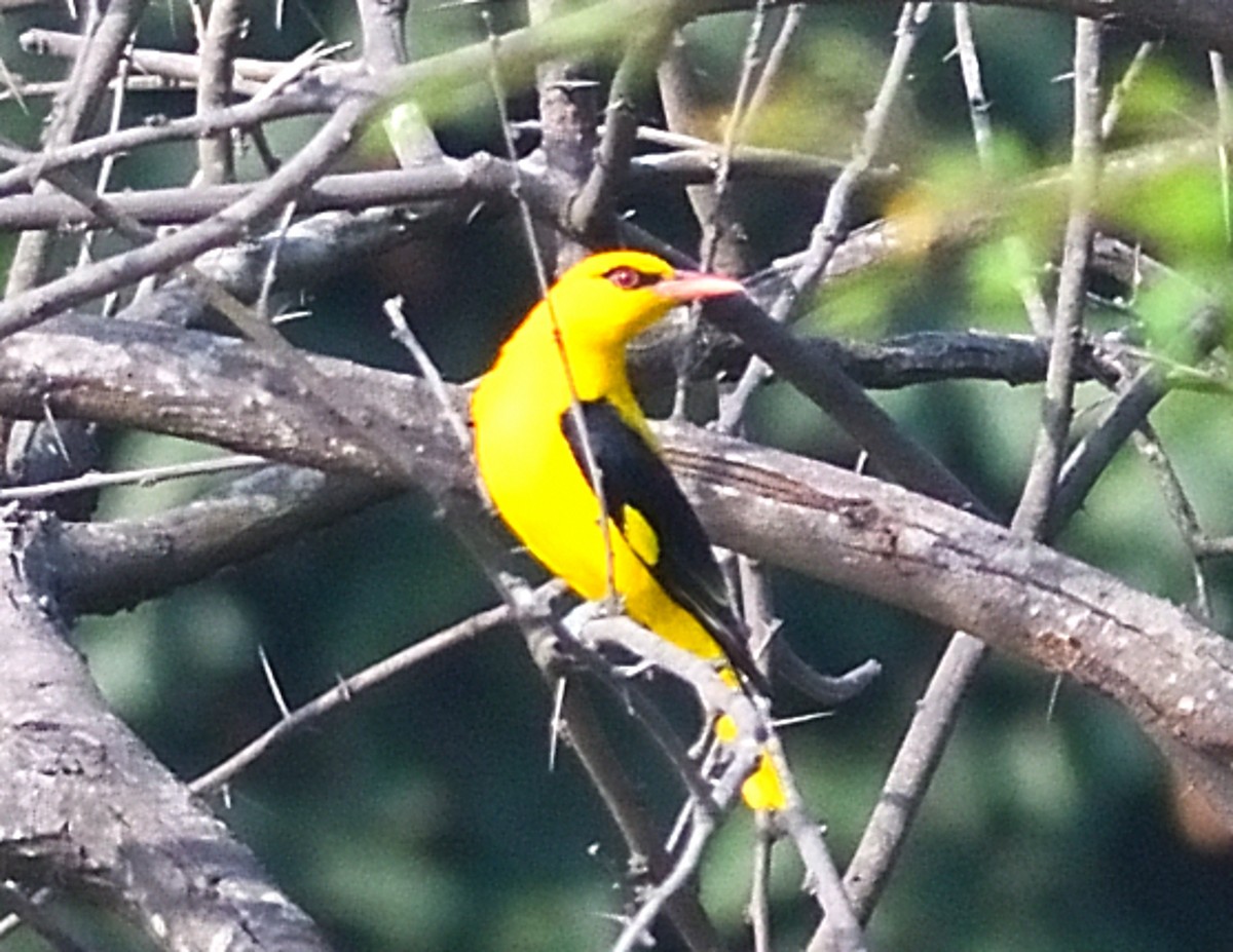 Indian Golden Oriole - ML646737585