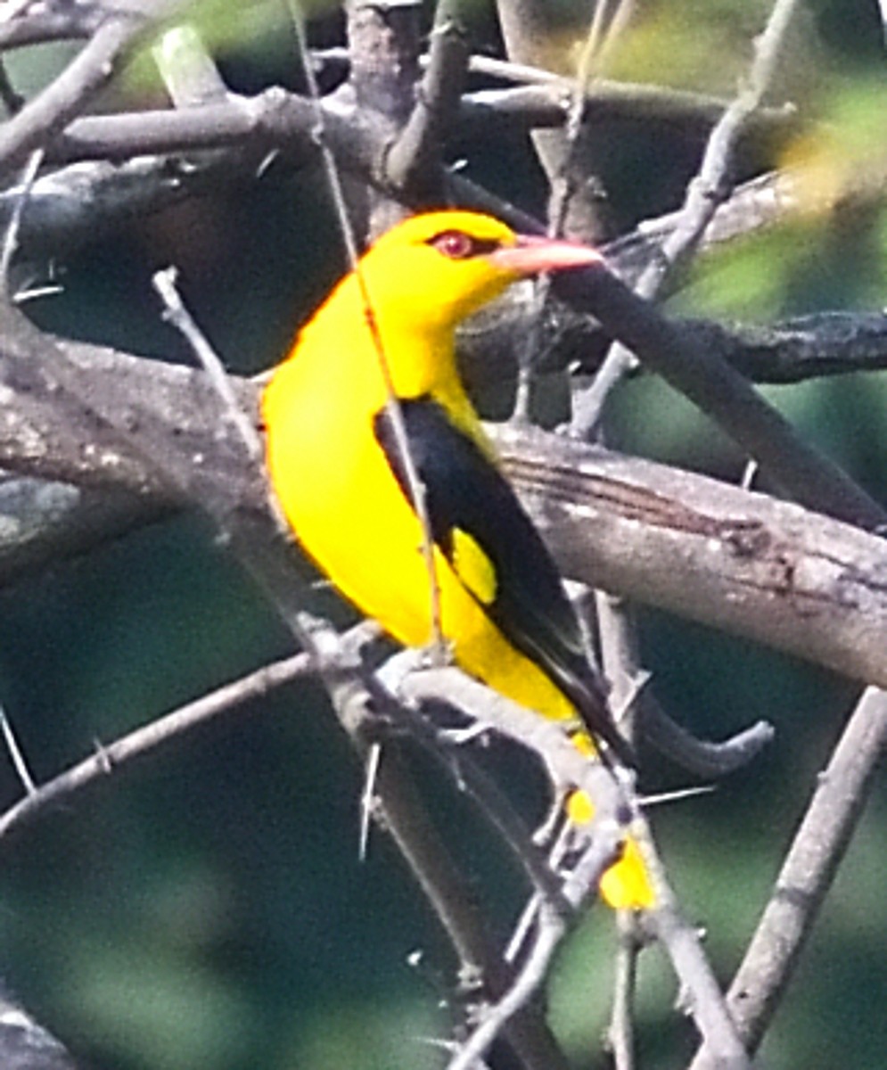 Indian Golden Oriole - ML646737586