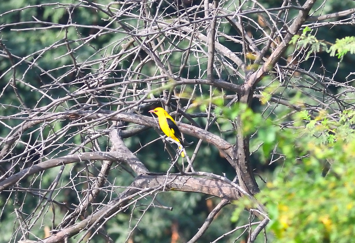 Indian Golden Oriole - ML646737587