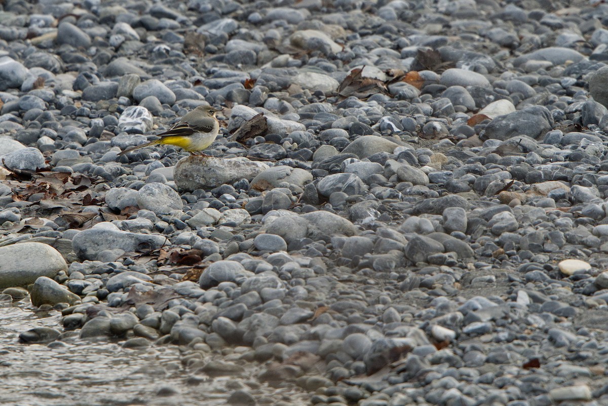 Gray Wagtail - ML646737588