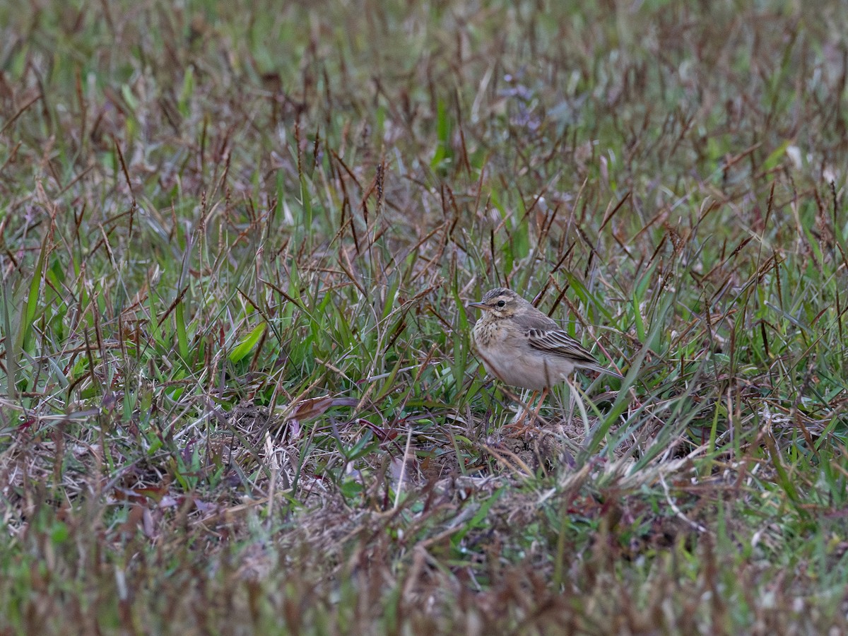 Щеврик іржастий - ML646737589