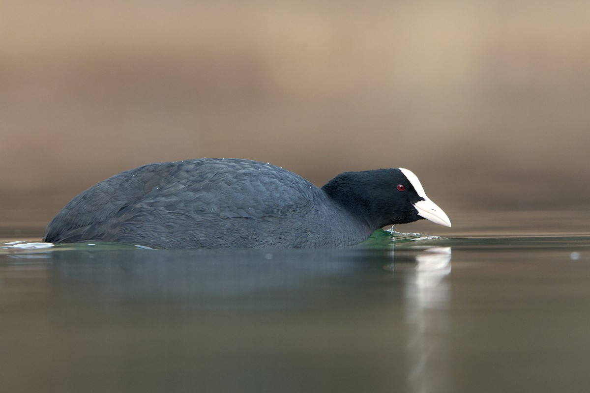Eurasian Coot - ML646737590