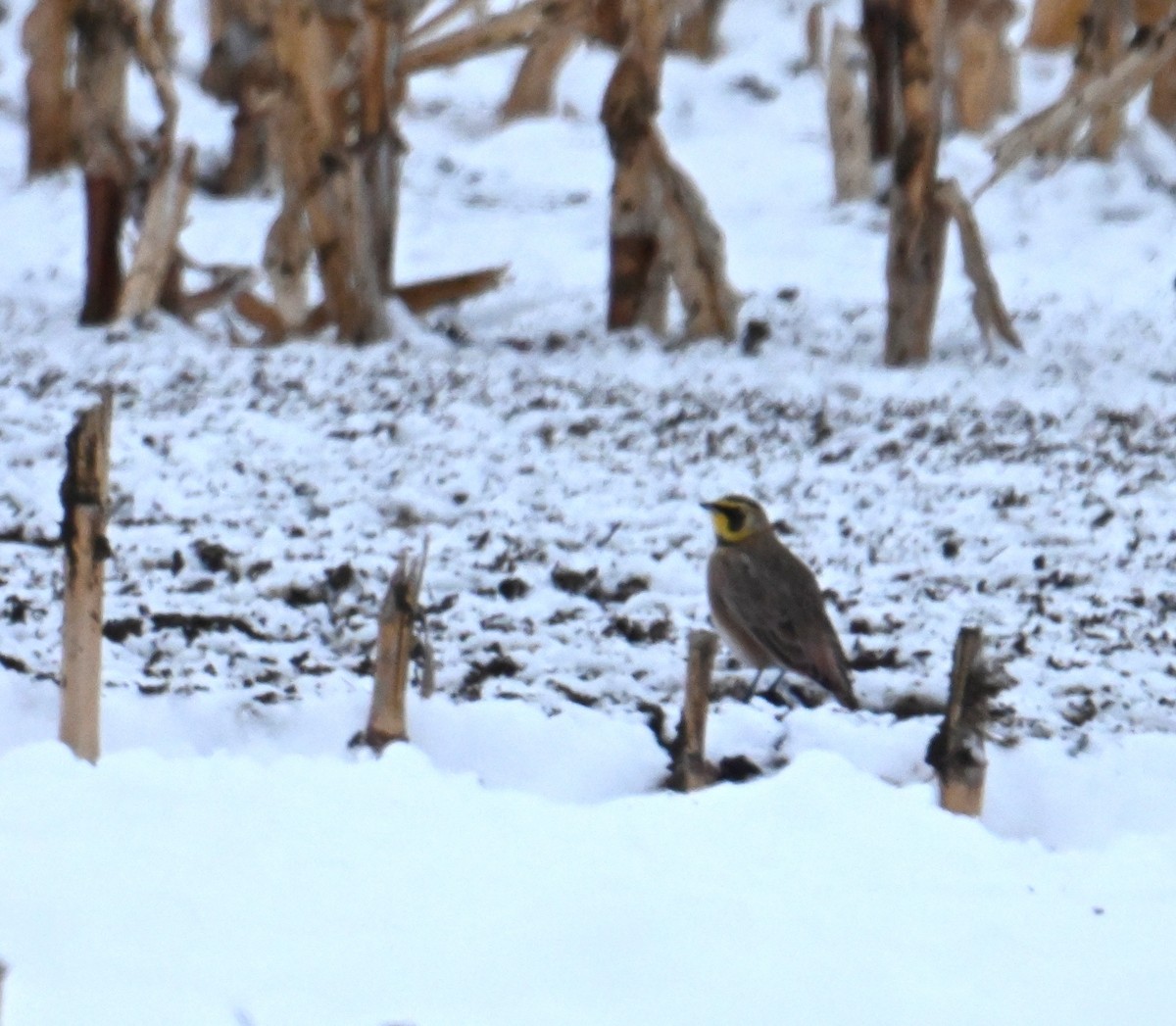 Allodola golagialla - ML646737591