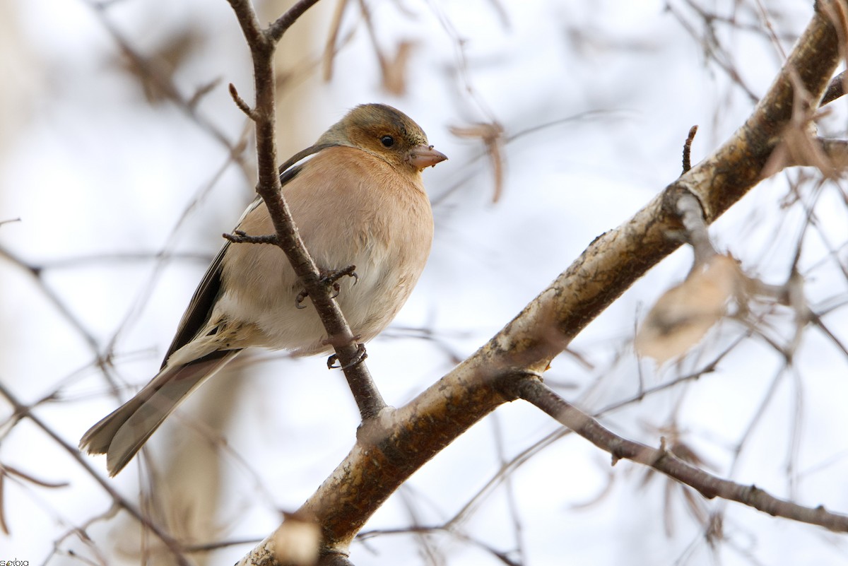Common Chaffinch - ML646737592
