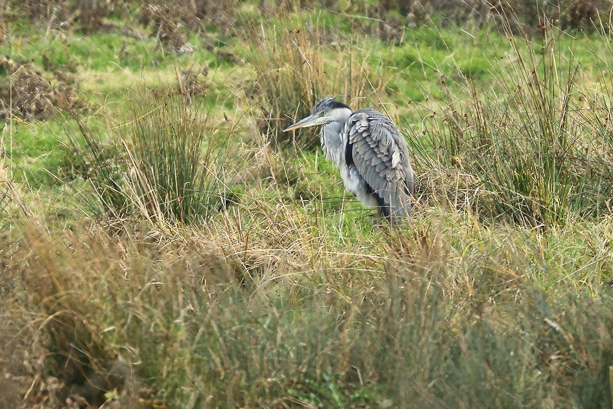 volavka popelavá - ML646737597