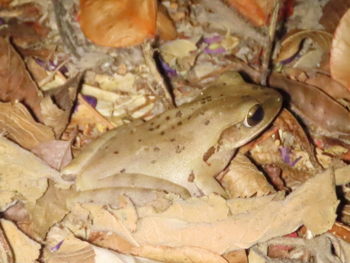 Animals - ML646737598