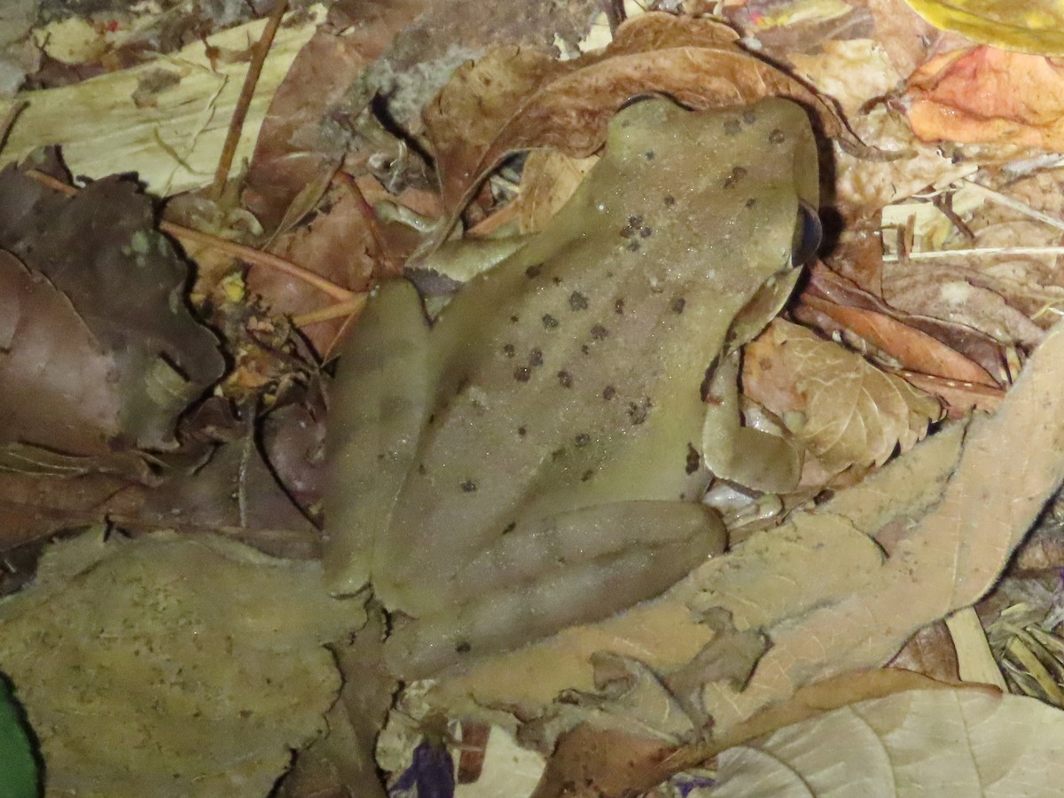 Animals - ML646737599