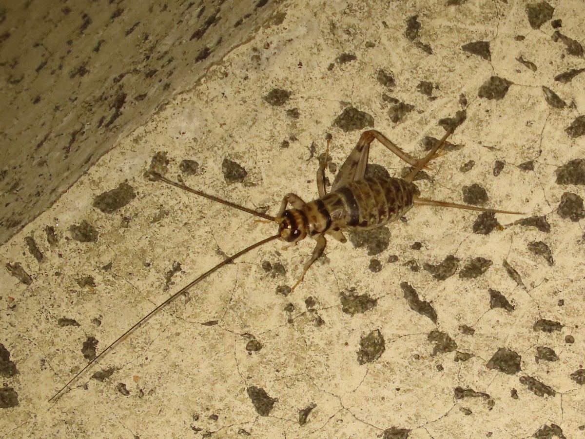 Animals - ML646737601