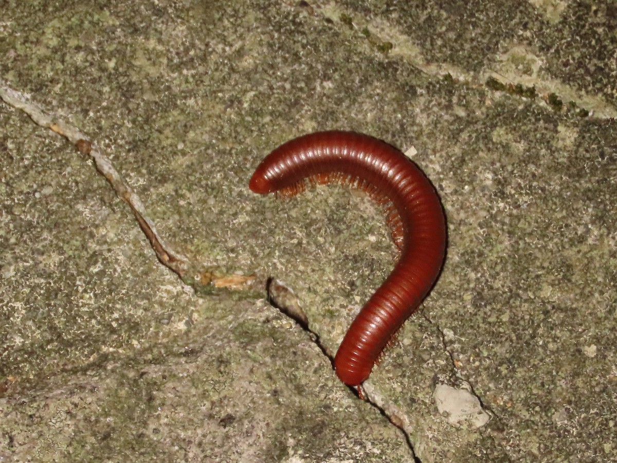 Animals - ML646737602