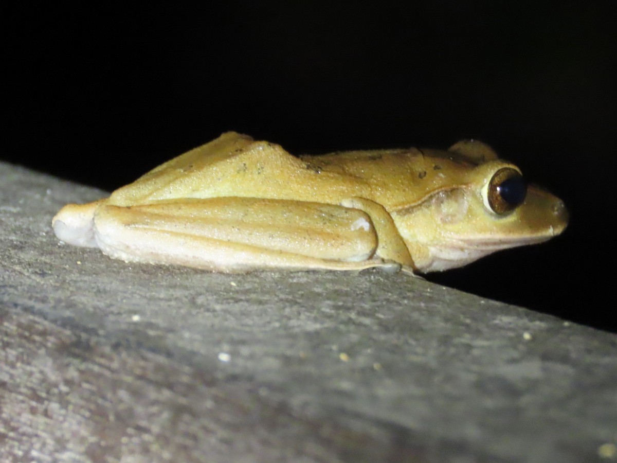 Animals - ML646737603