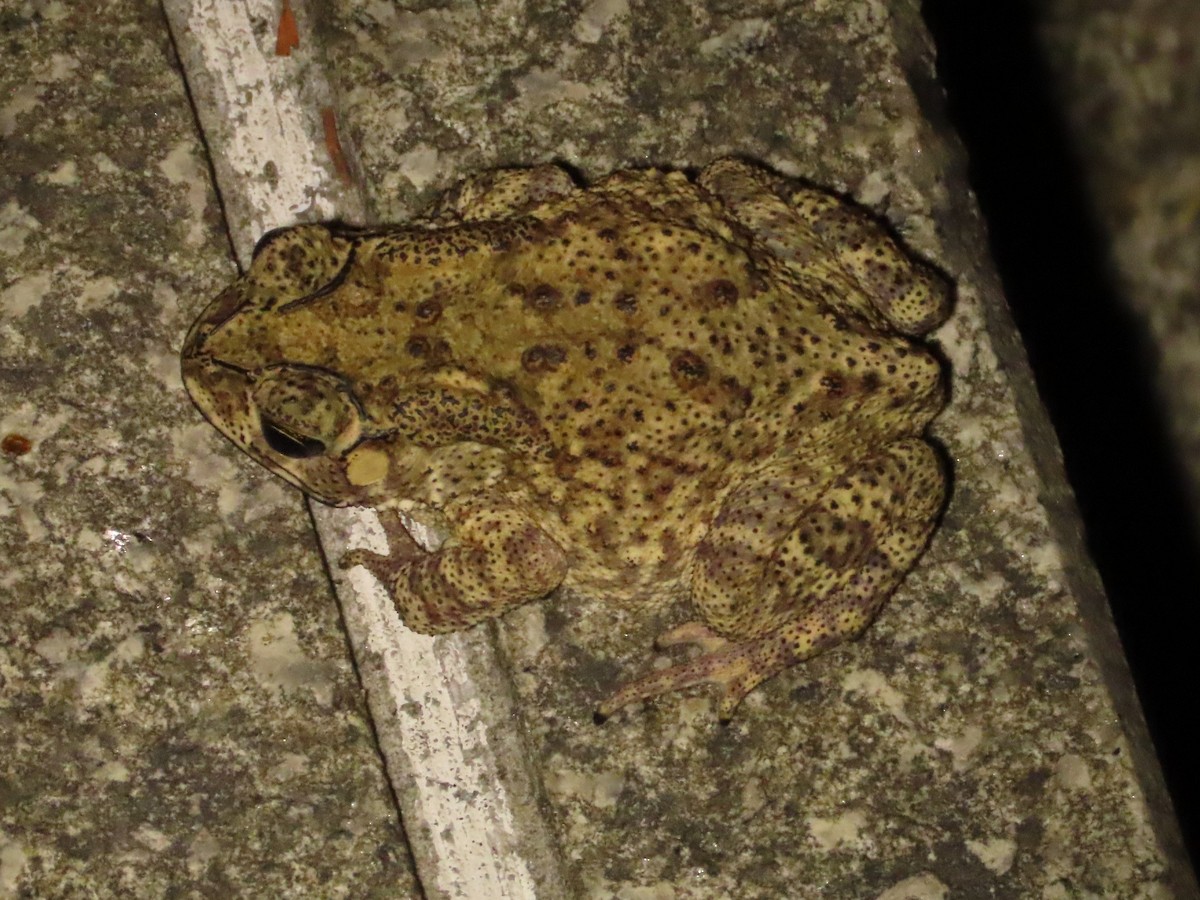 Animals - ML646737604