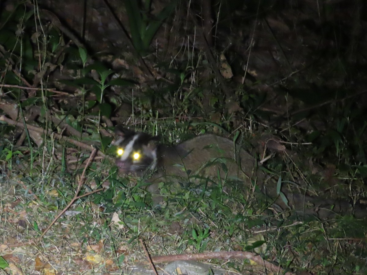 Animals - ML646737605