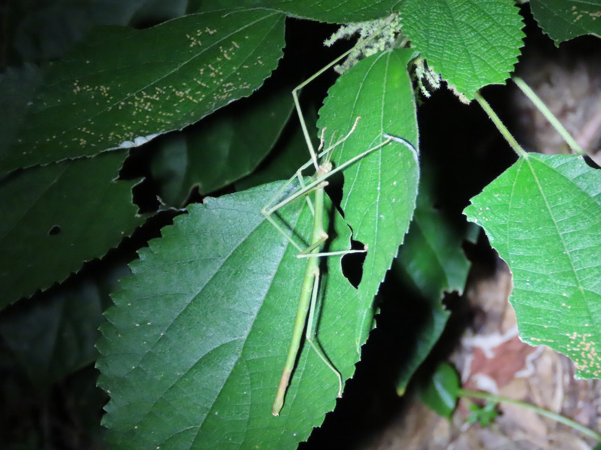 Animals - ML646737606