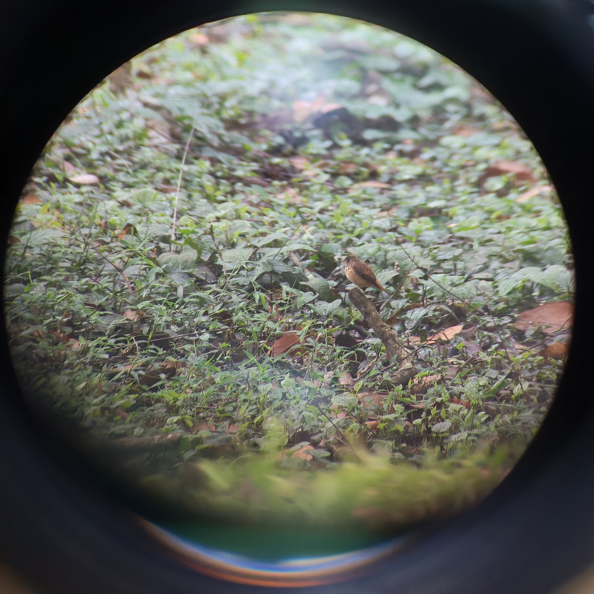 Ferruginous Flycatcher - ML646737607