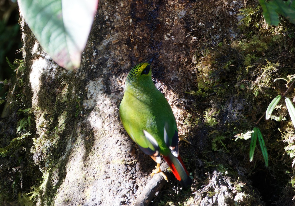 Fire-tailed Myzornis - ML646737611