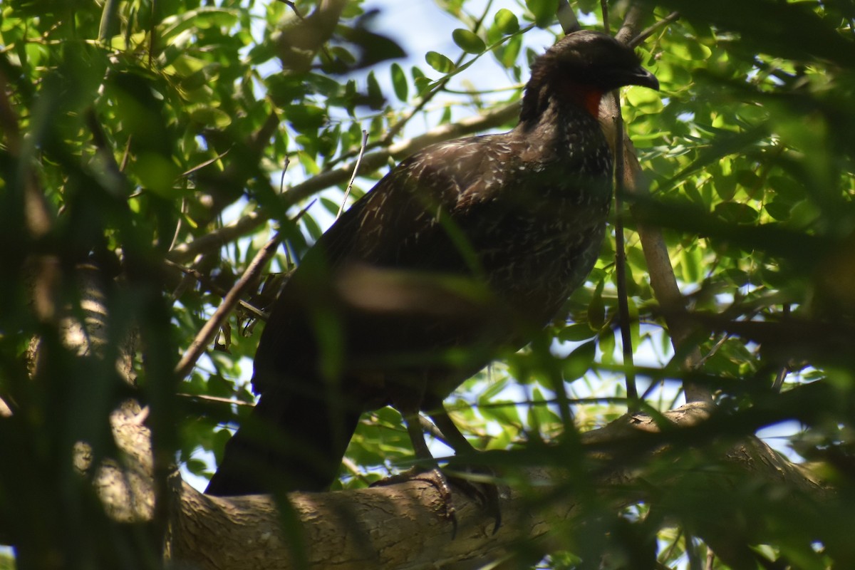 Dusky-legged Guan - ML646737612