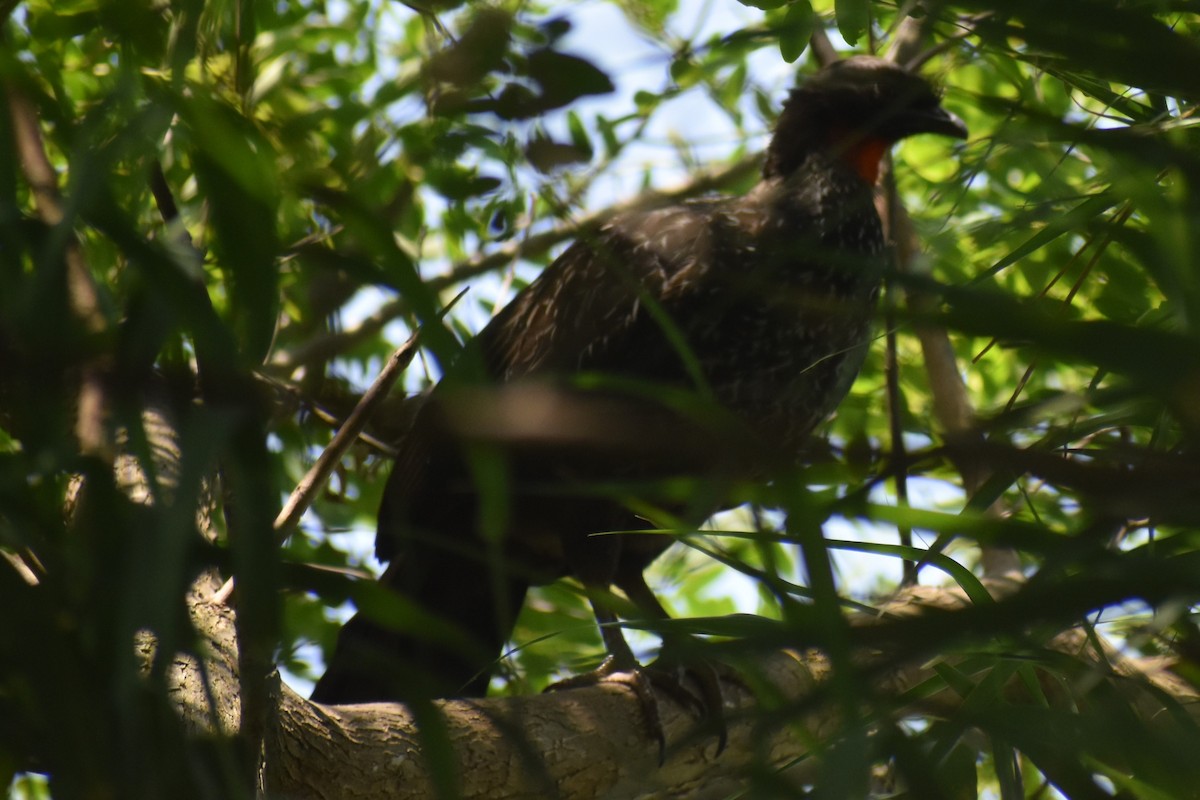 Dusky-legged Guan - ML646737613