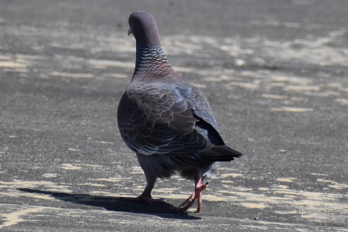 Picazuro Pigeon - ML646737616