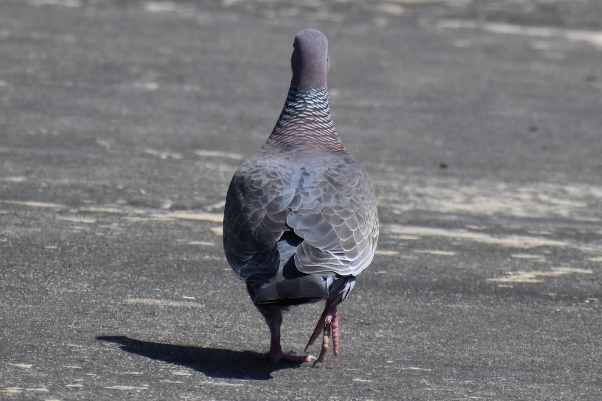 Picazuro Pigeon - ML646737617