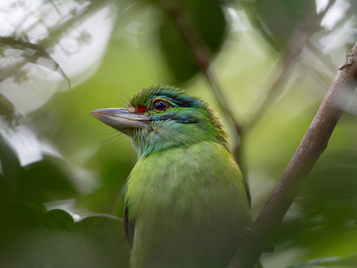 Бородастик чорновусий - ML646737621