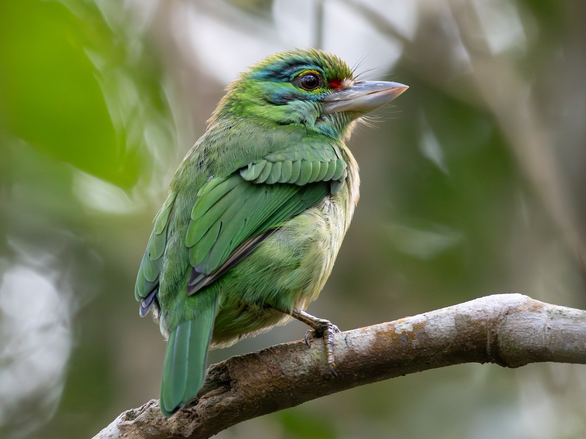 Бородастик чорновусий - ML646737622