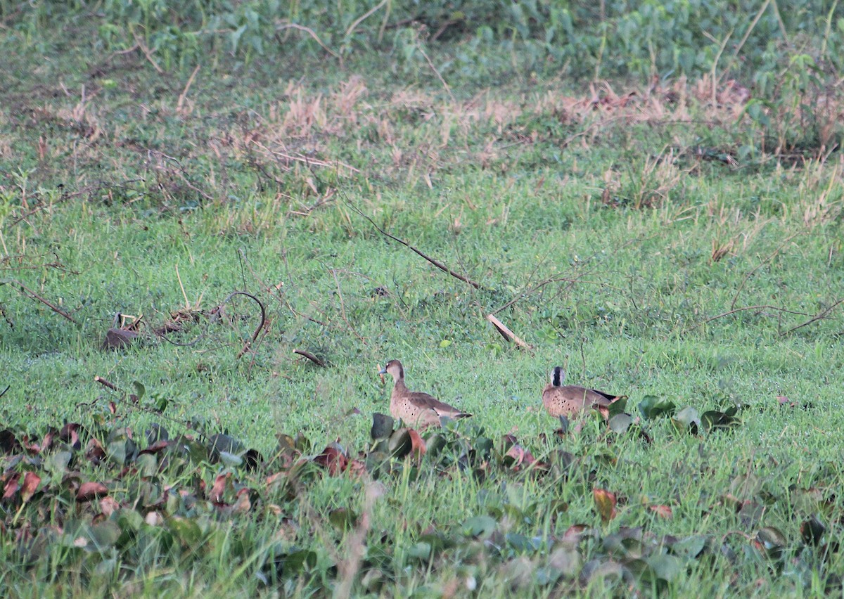 brasiland - ML646737632