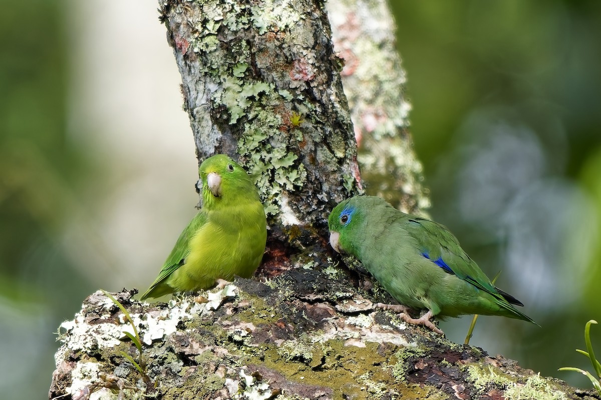 papoušíček brýlatý - ML646737634