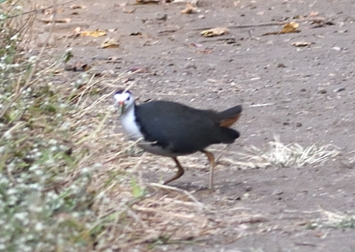 White-breasted Waterhen - ML646737637