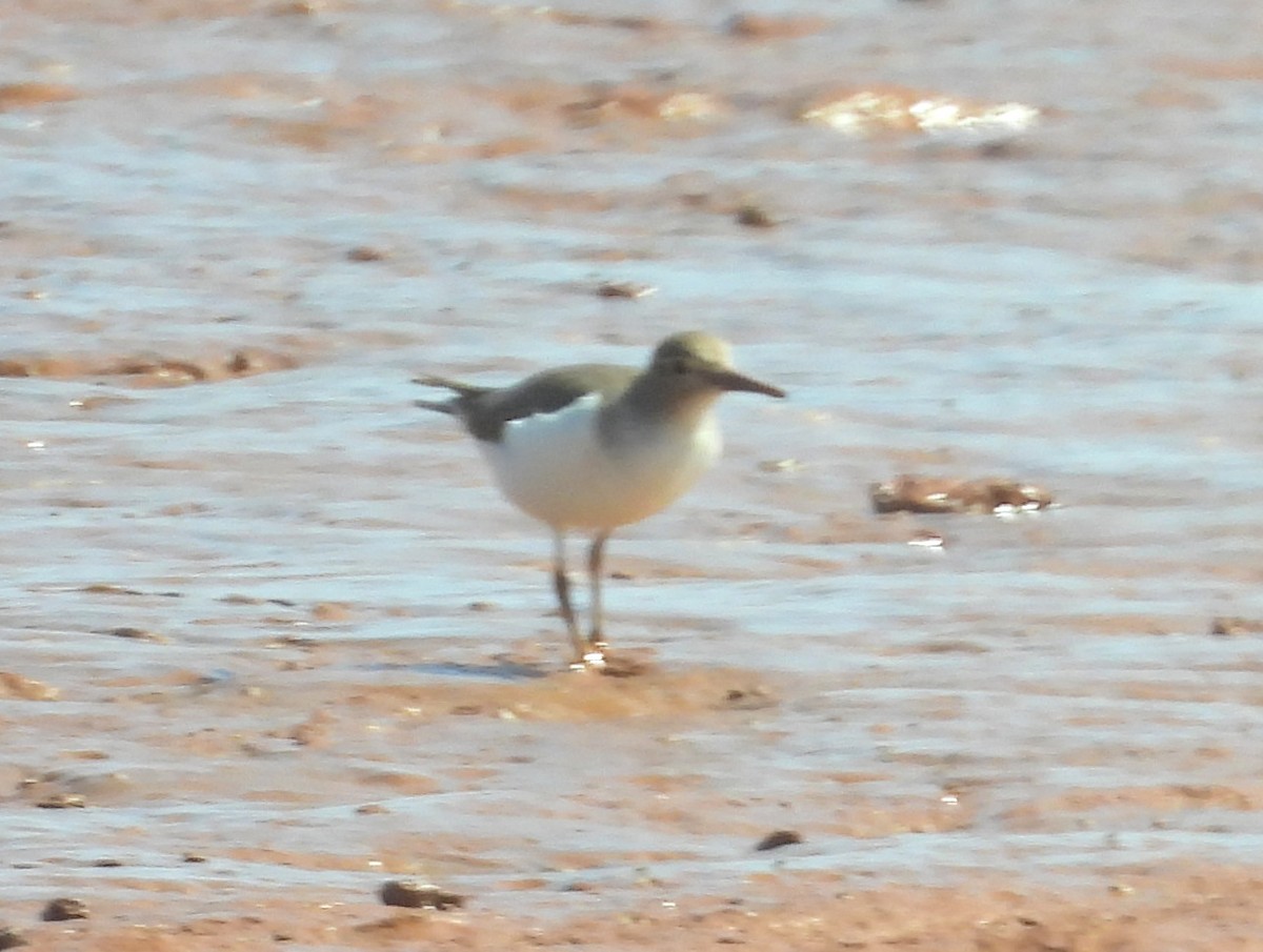 Andarríos Chico - ML646737640