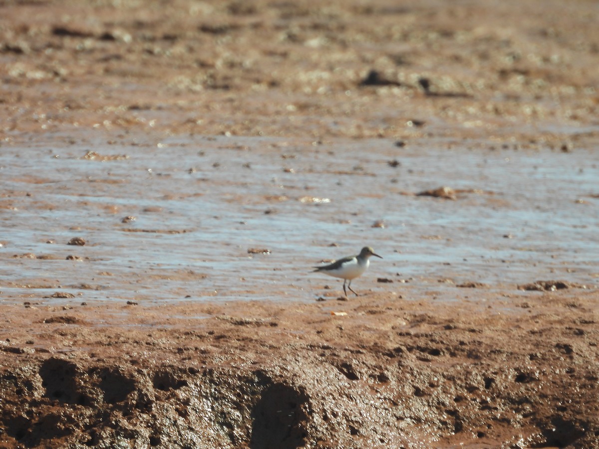 Andarríos Chico - ML646737642