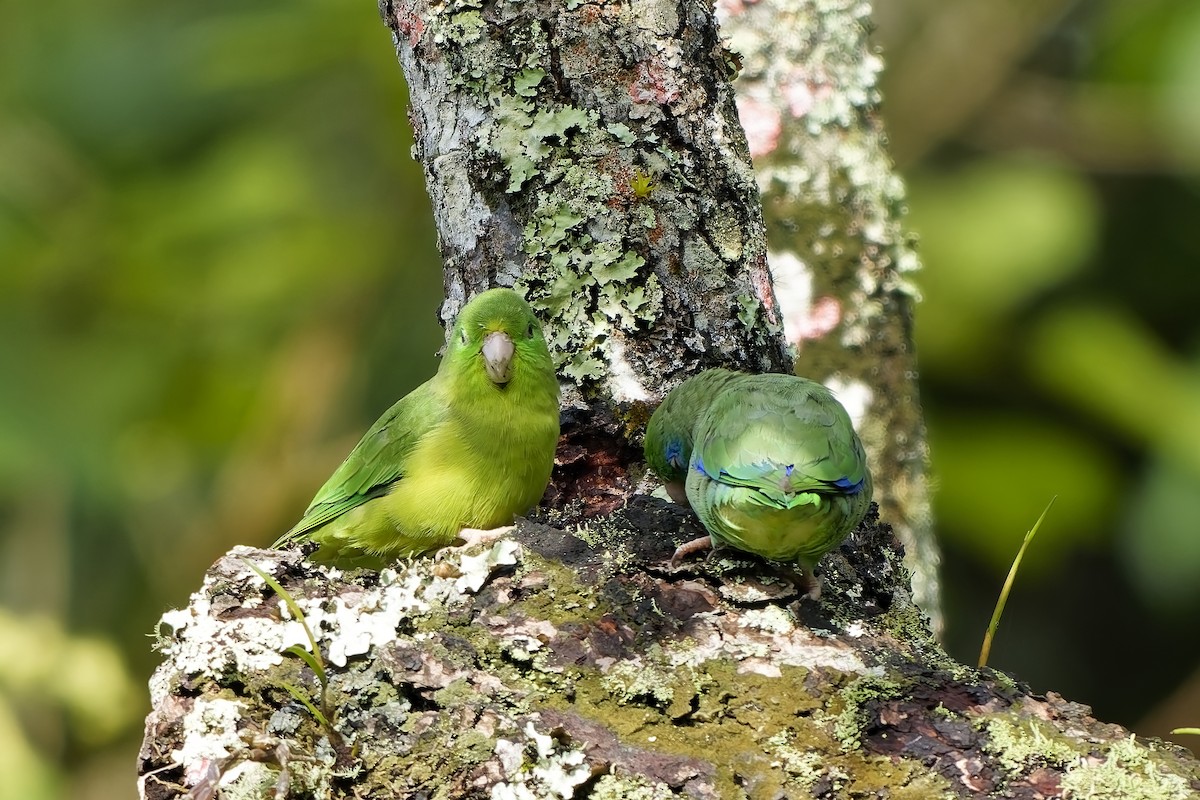 papoušíček brýlatý - ML646737643