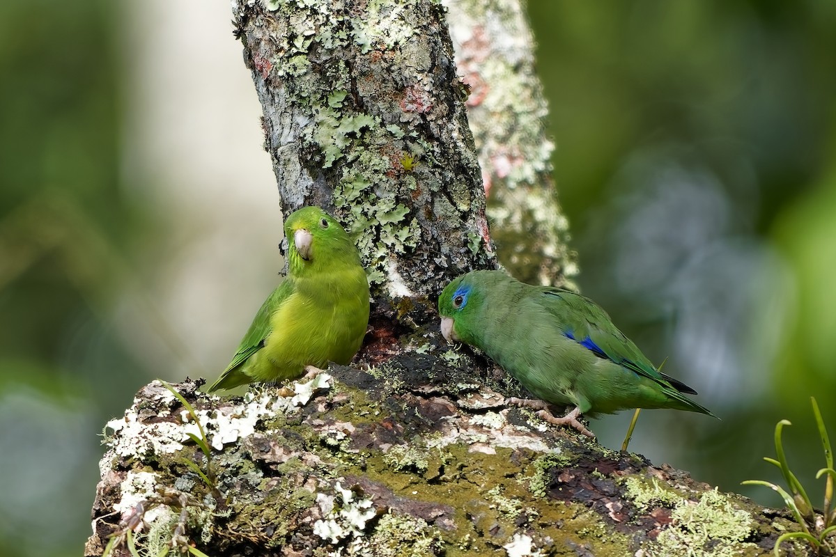 papoušíček brýlatý - ML646737644