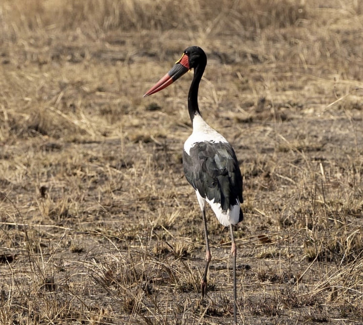Saddle-billed Stork - ML646737646