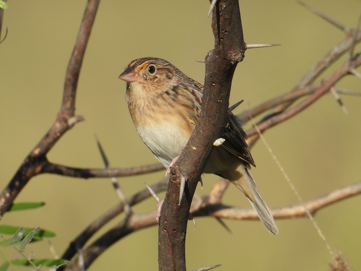 Grasshopper Sparrow - ML646737647