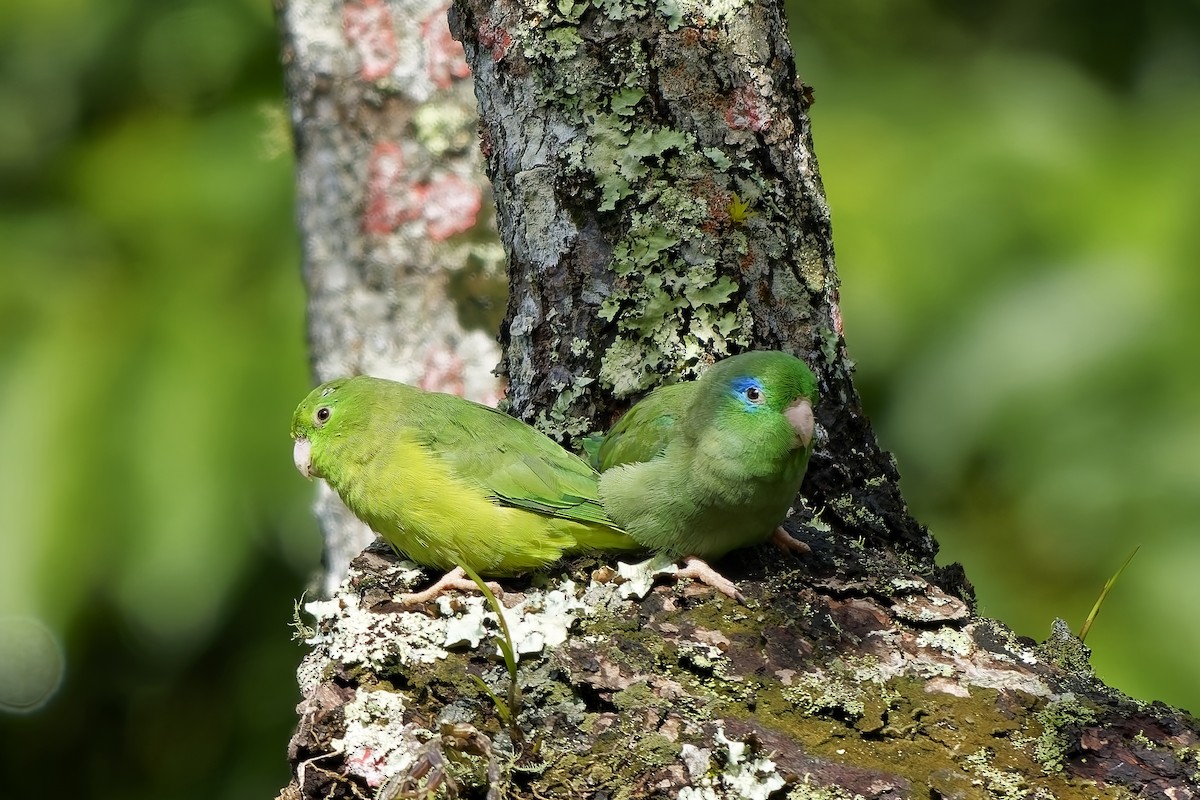 papoušíček brýlatý - ML646737651