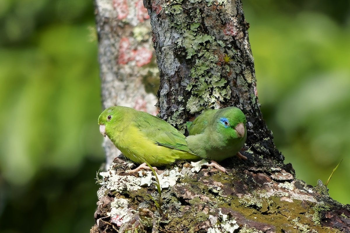 papoušíček brýlatý - ML646737652