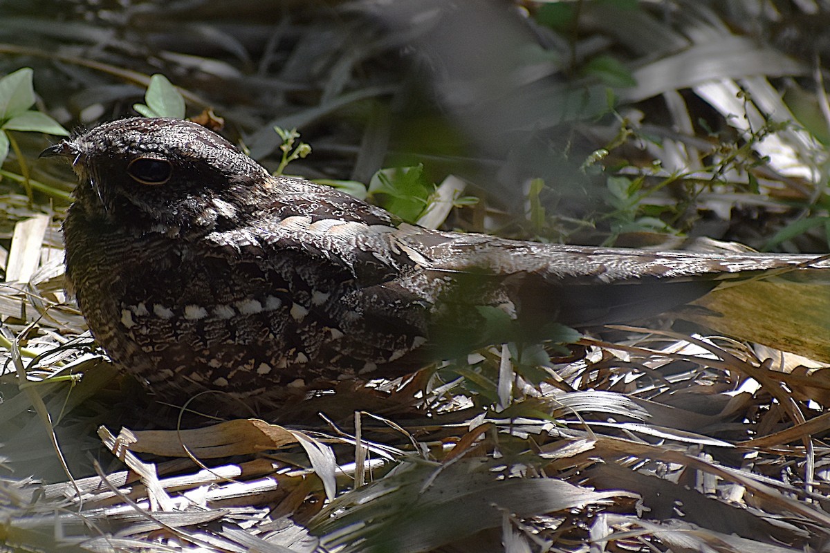 lelek nůžkoocasý - ML646737653