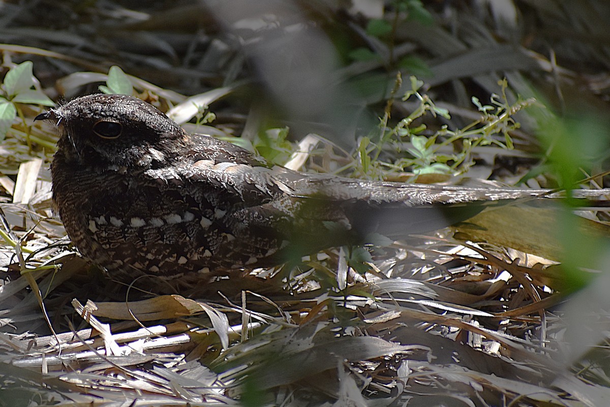 lelek nůžkoocasý - ML646737654