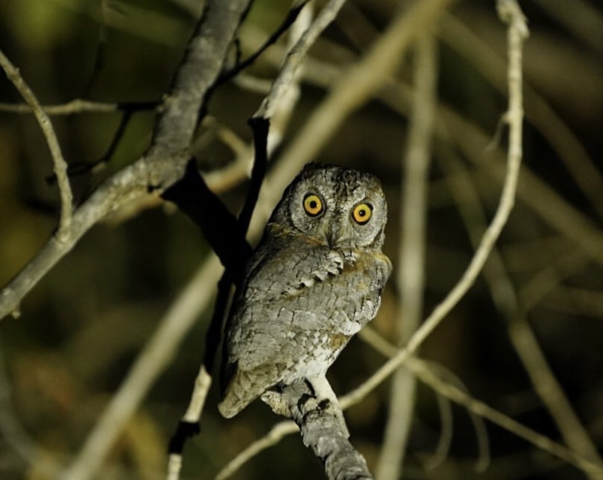 African Scops-Owl - ML646737655