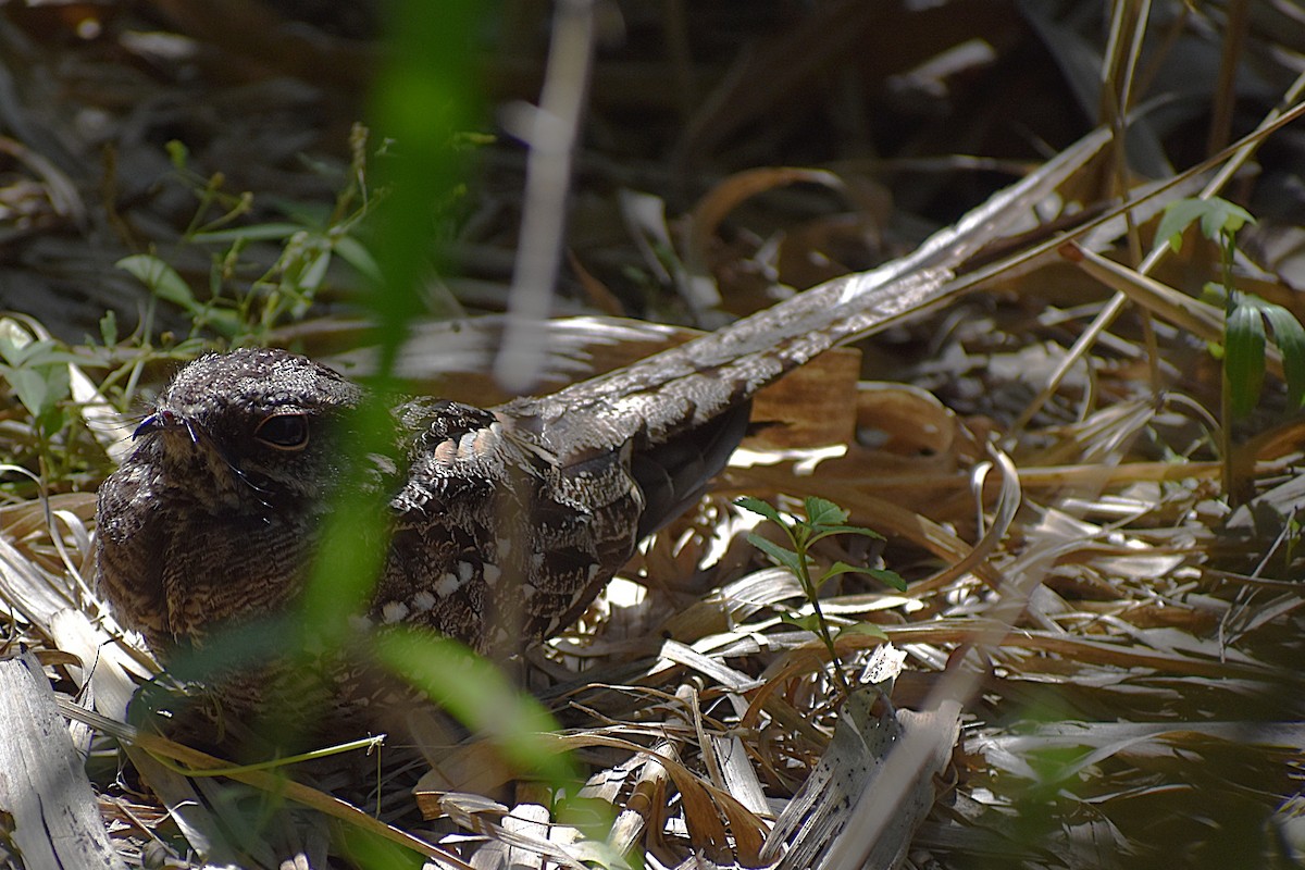 lelek nůžkoocasý - ML646737656