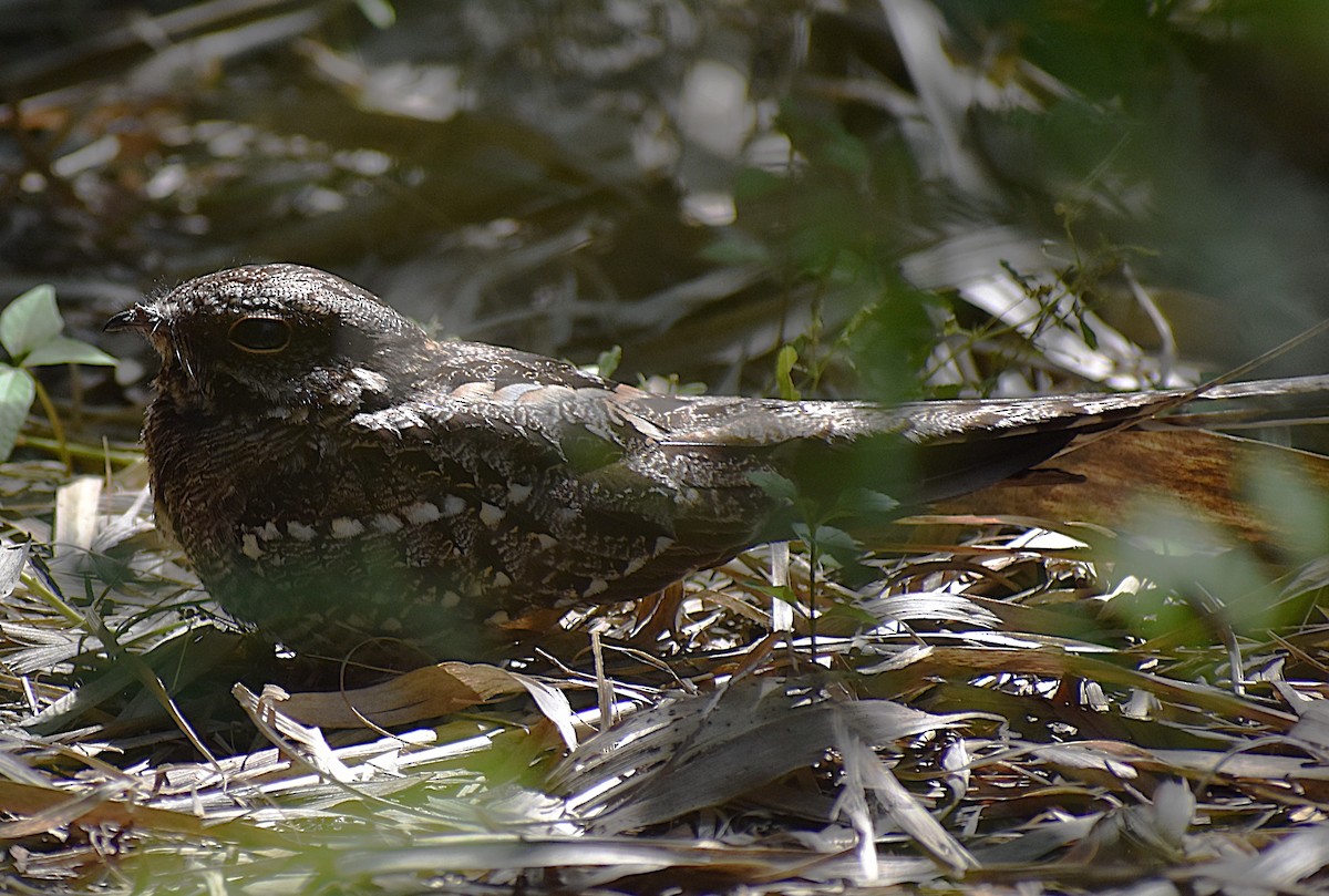 lelek nůžkoocasý - ML646737657