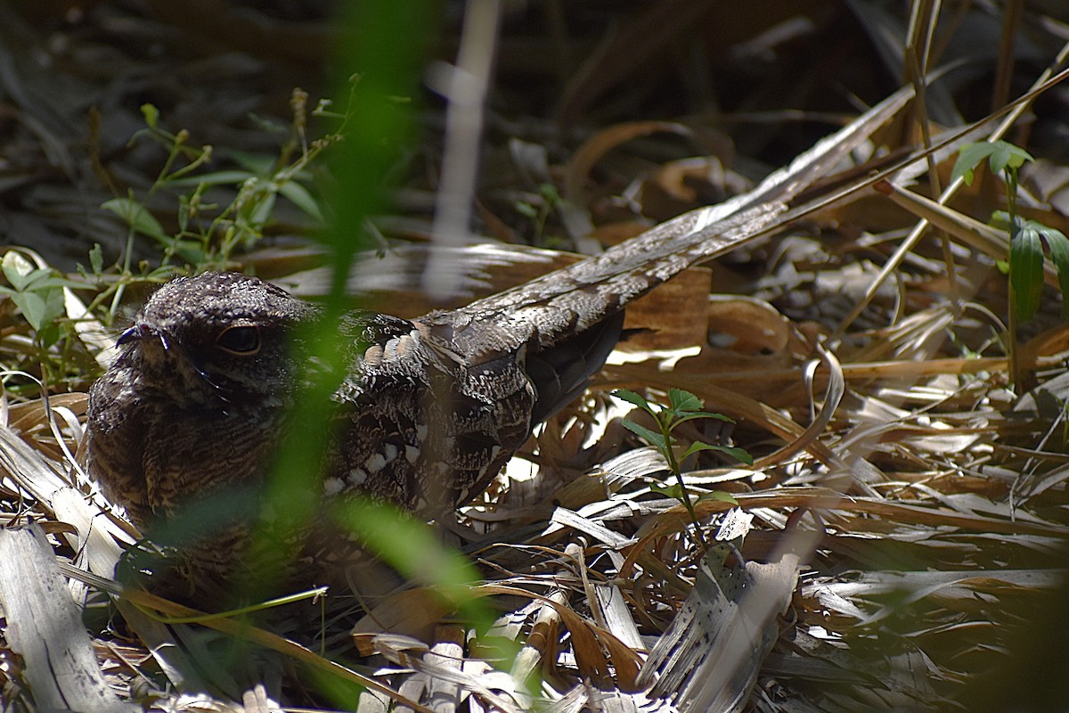 lelek nůžkoocasý - ML646737658