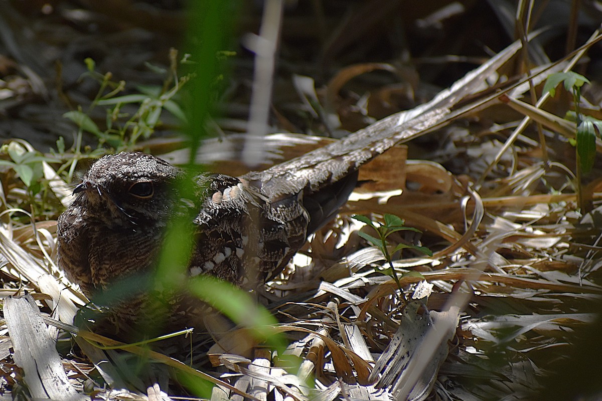 lelek nůžkoocasý - ML646737659