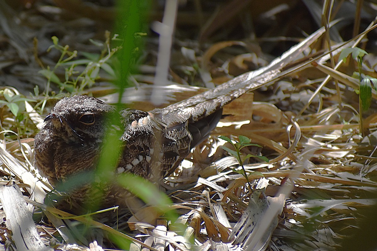 lelek nůžkoocasý - ML646737660