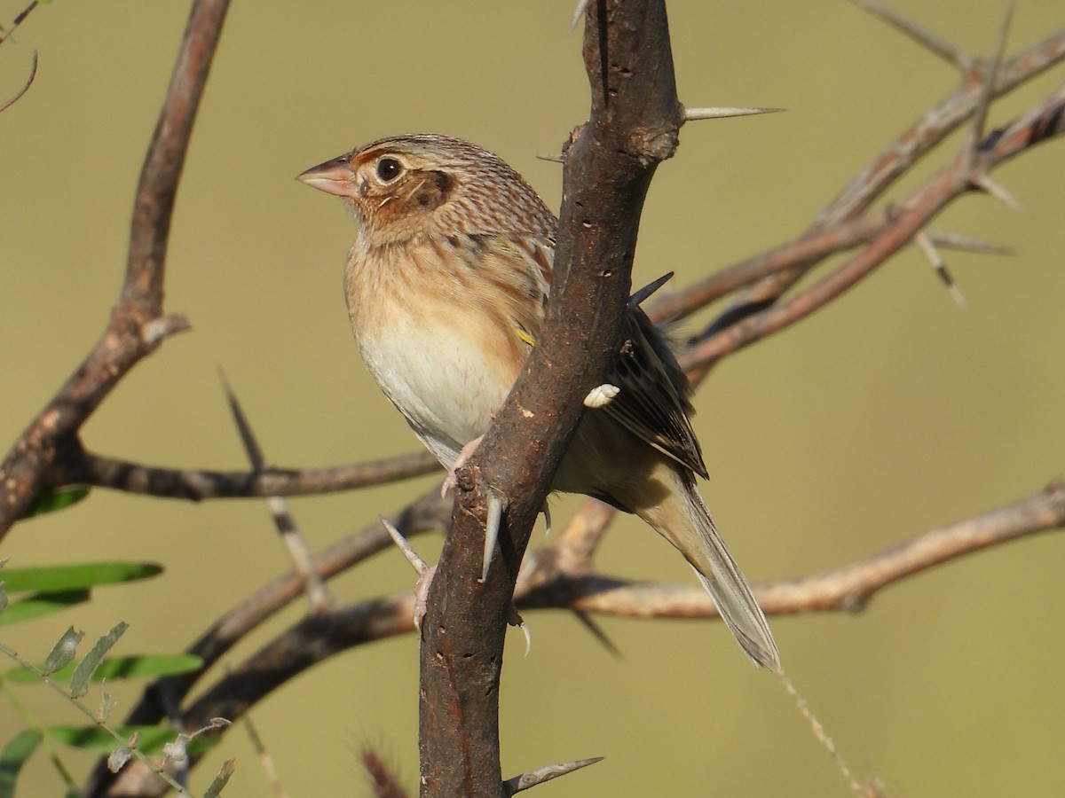 Grasshopper Sparrow - ML646737661