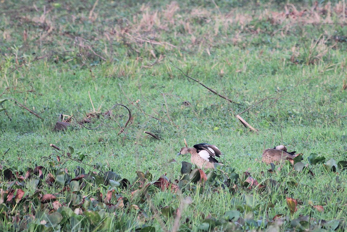 brasiland - ML646737664