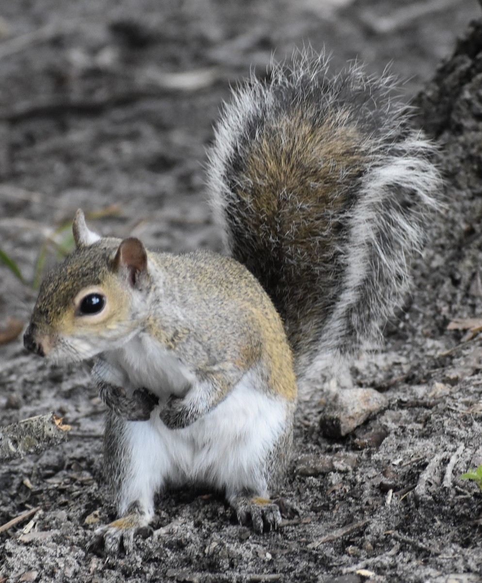 Säugetiere - ML646737670