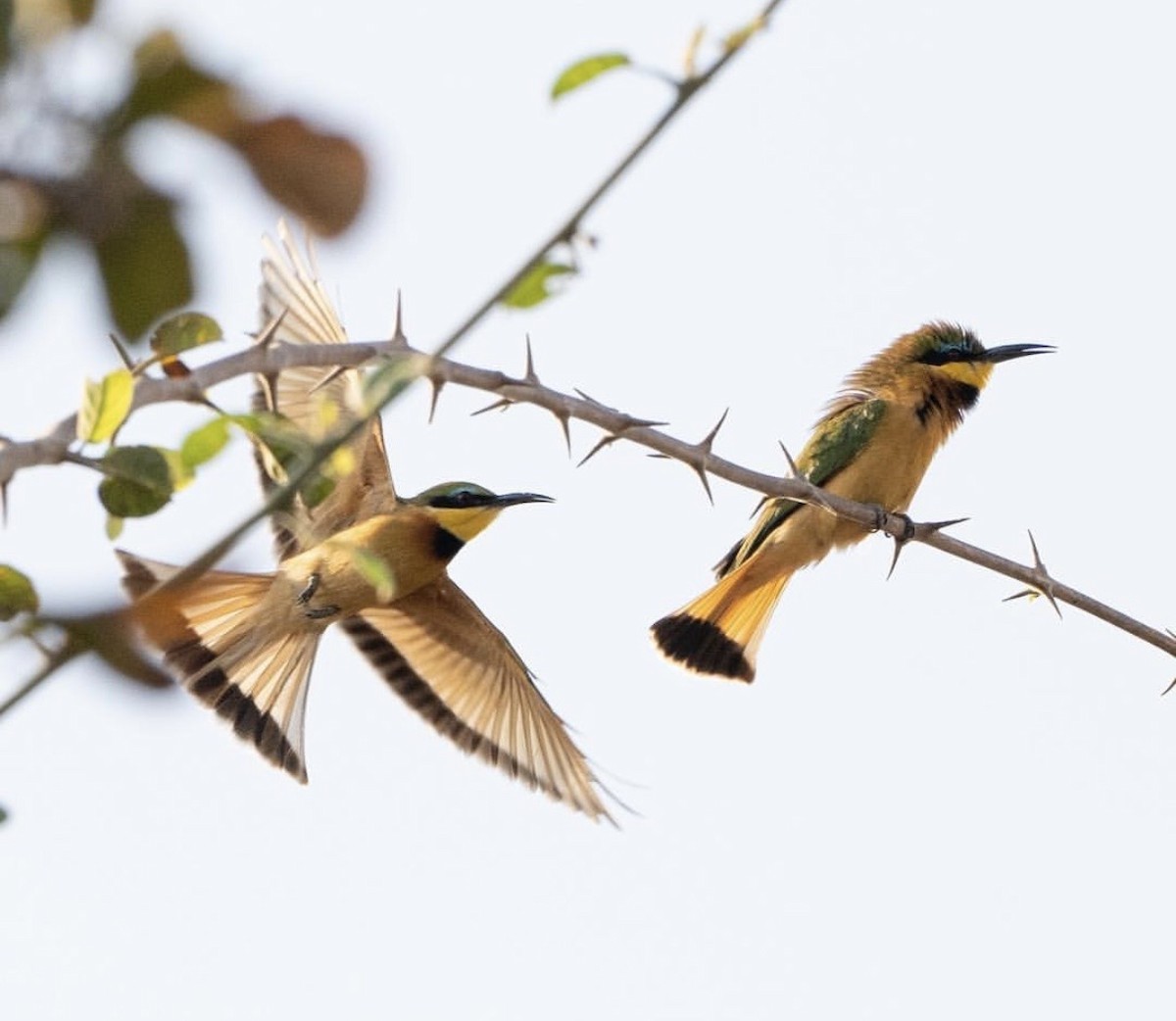 Little Bee-eater - ML646737676