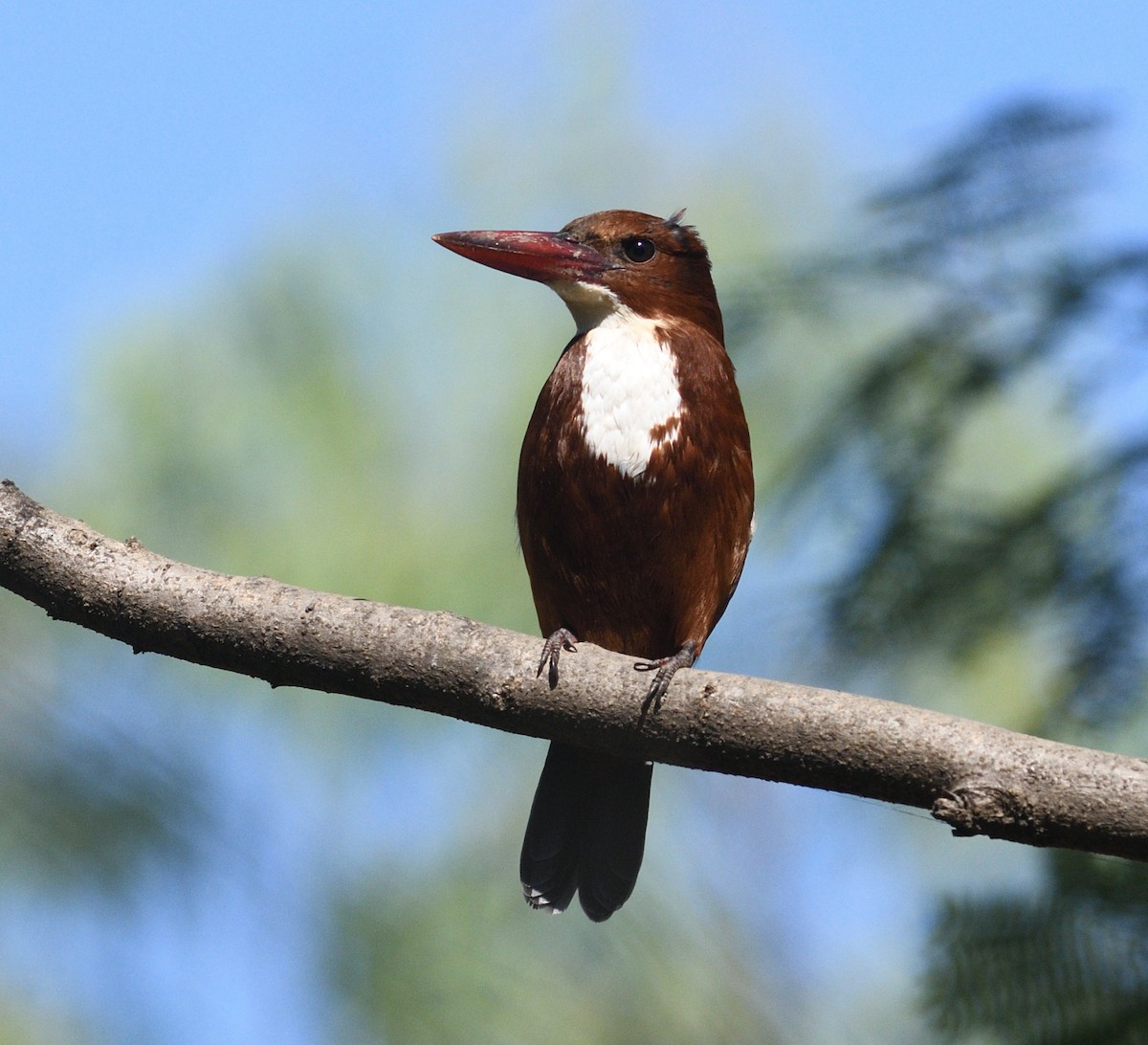 White-throated Kingfisher - ML646737677